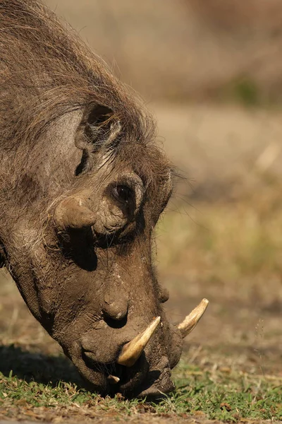 Het Detail Van Het Hoofd Van Gewone Wrattenzwijn Phacochoerus Africanus — Stockfoto