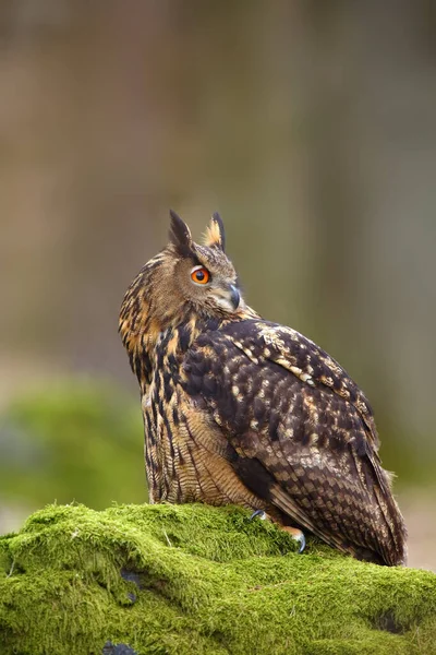 Eurasian Eagle Owl Bubo Bubo Portrait Forest Eagle Owl Sitting — Stock Photo, Image