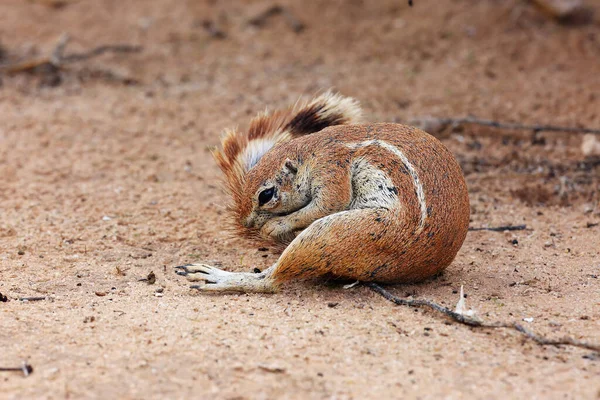 Мыс Земляной Белки Xerus Inauris Молодой Человек Чихает Покойная Мать — стоковое фото