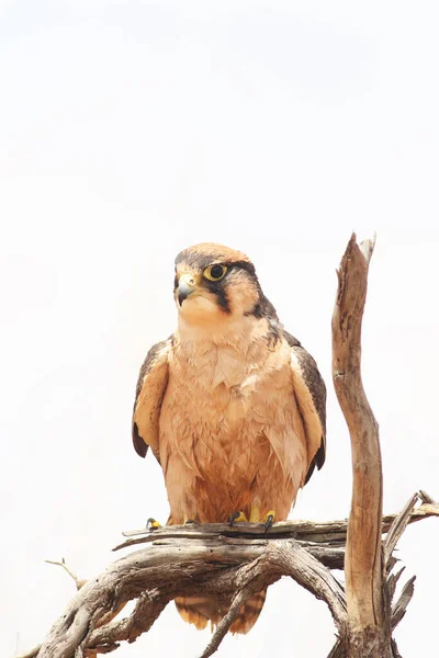 Falcão Lanner Falco Biarmicus Sentado Ramo Com Fundo Branco Isolado — Fotografia de Stock