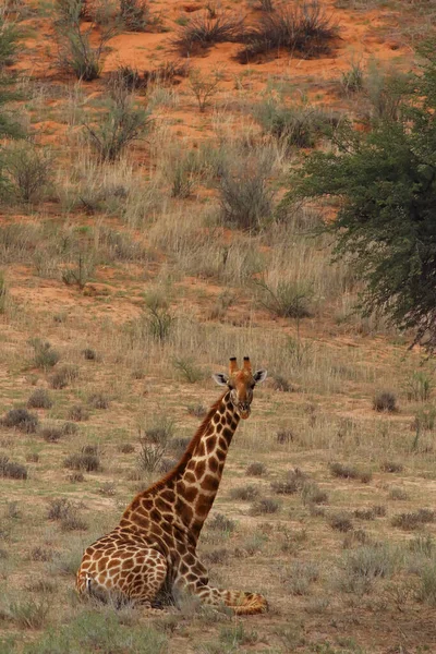 아프리카 지의류 Giraffa Camelopardalis Raffa 배경에 거대하고 동물을 위치에 — 스톡 사진