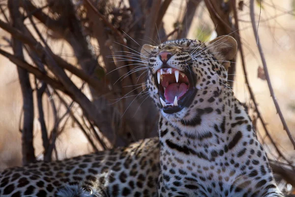 Леопард Panthera Pardus Портрет Заході Сонця Леопард Жовтому Сухому Кущі — стокове фото