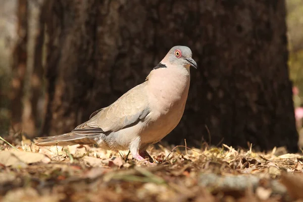 Červenooká Holubice Streptopelia Semitorquata Sedící Zemi Africká Holubice Červeným Okem — Stock fotografie