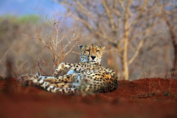 赤い土の上に眠る狩猟ヒョウとしてのチーター Acinonyx Jubatus アフリカの茂みの中に地面に横たわっている大きな斑点の猫 — ストック写真