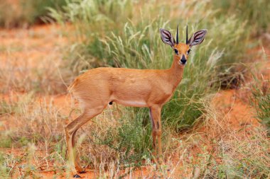 Steenbok (Raphicerus campestris) çalılıklarda gizlidir. Kırmızı kumulda küçük bir antilop.