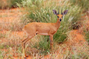 The steenbok (Raphicerus campestris) is hidden in bush. Small antelope in the red dune. clipart