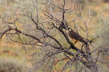 Lanner Şahini (Falco biarmicus) çöldeki dalda oturmaktadır. Çöldeki Şahin.
