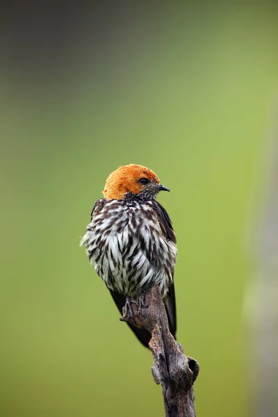 Lesser Striped Swallow Cecropis Abyssinica Sitting Branch Swallow Green Background — Stock fotografie