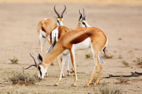 Springbok Antidorcas Marsupialis Rebanho Antílope Antílopes Com Chifre Atípico Areia — Fotografia de Stock