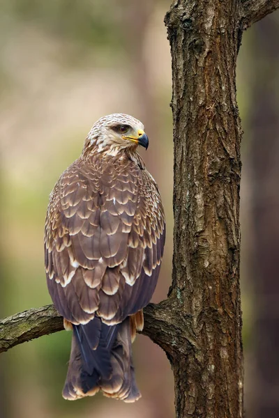 Den Svarta Draken Milvus Migrans Sitter Trädet Svart Drake Skogen — Stockfoto