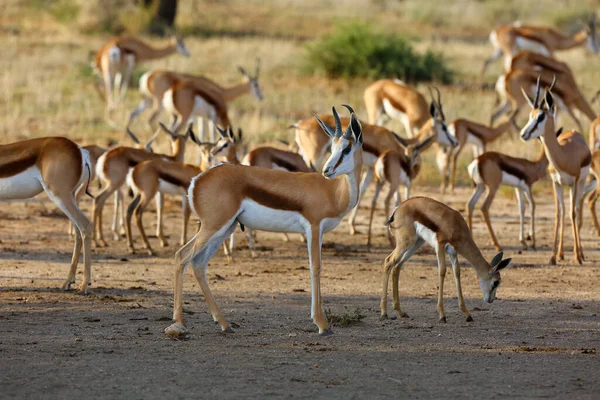 Springbok Antidorcas Marsupialis Uma Manada Antílopes Corre Deserto Antelopes Areia — Fotografia de Stock