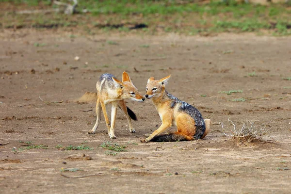 Canis Mesomelas 서로를 — 스톡 사진