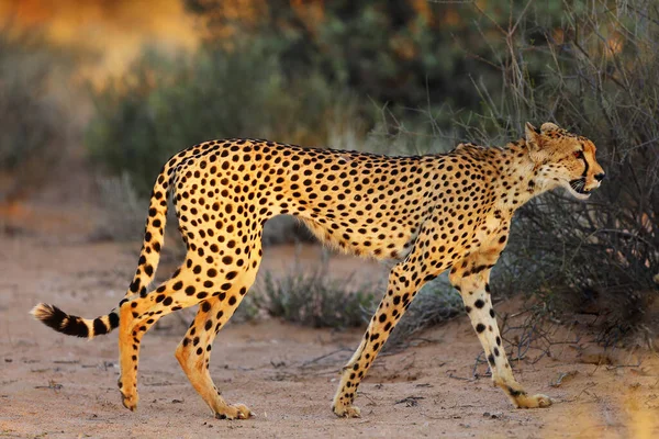 Gepárd Acinonyx Jubatus Sétál Füvön Naplementekor Fák Között Afrikai Macska — Stock Fotó