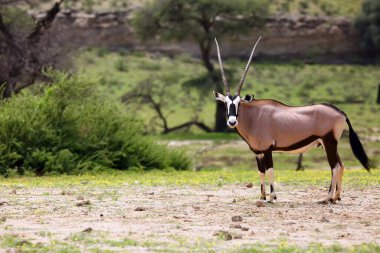 Çöldeki mücevher ya da mücevher geyiği (Oryx gazella). Kızıl çöl ve ön planda Afrika antilobu..