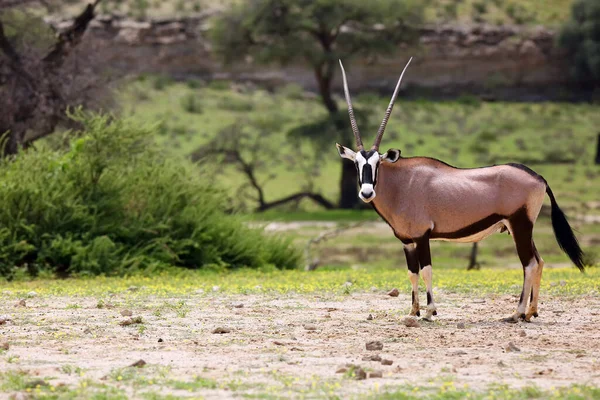 Gemsbok Oryx Gazella Dans Désert Désert Rouge Avec Oryx Premier — Photo