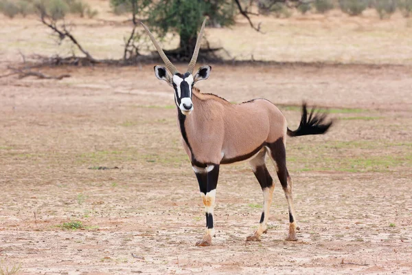 Gemsbok Sau Gemsbuck Oryx Gazella Deser Gemsbok Picioare Ploaie — Fotografie, imagine de stoc