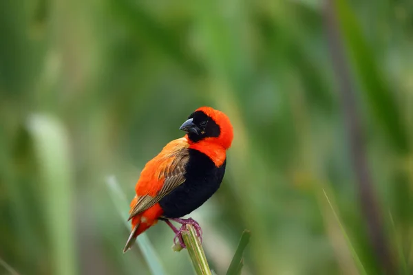 南部の赤主教または赤主教 Eupectes Orix は緑の背景を持つ枝に座っています 赤パッセリンで求愛 — ストック写真