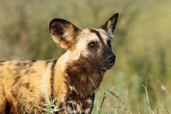 Den Afrikanska Vildhunden Lycaon Pictus Även Känd Som Afrikansk Jakt — Stockfoto