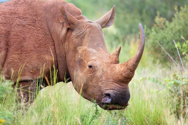 Rinoceronte Branco Rinoceronte Lábios Quadrados Ceratotherium Simum Retrato Feminino — Fotografia de Stock