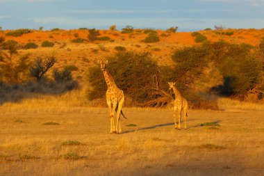 Güney Afrika Girrafe 'si (Giraffa camelopardalis giraffa) kurumuş nehrin ortasında..