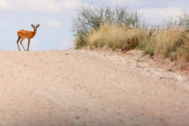 Yoldaki Steenbok (Raphicerus campestris). Ufukta erkek antilop görünüyor..