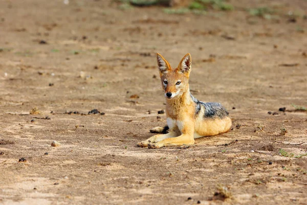 Der Schwarzrückenschakal Canis Mesomelas Trinkt Wasserloch Der Wüste Schakal Wasser — Stockfoto