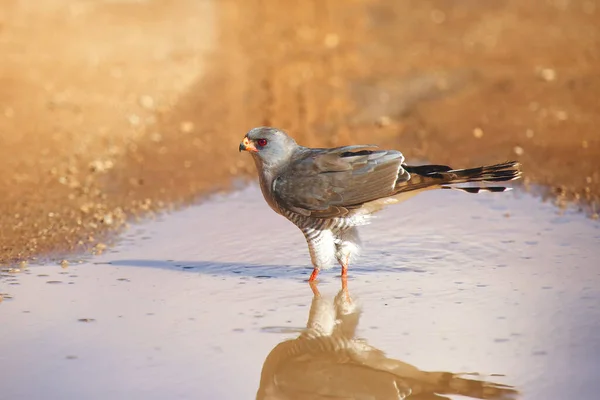 Shikra Accipiter Badius Pequeño Azor Con Bandas Bebiendo Del Charco —  Fotos de Stock