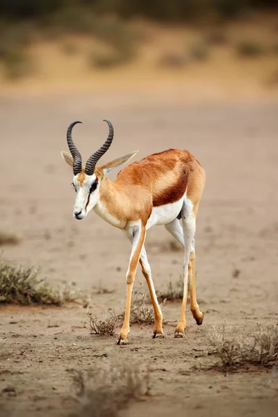 Springbok Antidorcas Marsupialis Maschio Adulto Nel Deserto Antelope Sulla Sabbia — Foto Stock