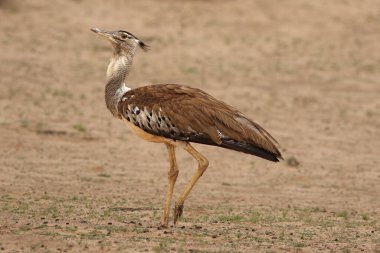 Kori bustard (Ardeotis kori) çölde kurumuş nehir yatağında yürüyor.