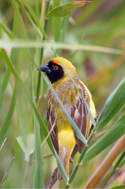 Güney maskeli dokumacı veya Afrika maskeli dokumacı (Ploceus velatus) sazlığın içinde yeşil arka planda oturur.