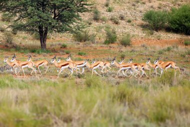 Antidorcas marsupialis (Antidorcas marsupialis) bir antilop sürüsü çölde koşar. Kumdaki antiloplar.