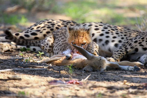 Filhote Chita Acinonyx Jubatus Sua Mãe Estão Comendo Antílope Cheetahs — Fotografia de Stock