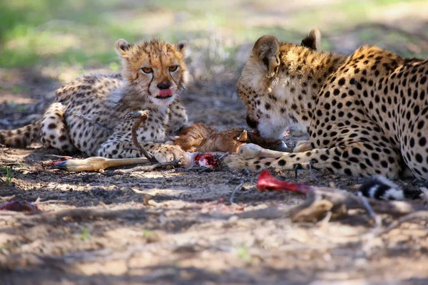 チーターの赤ちゃん Acinonyx Jubatus と彼の母親はカモシカを食べています 砂漠の中のチーター — ストック写真