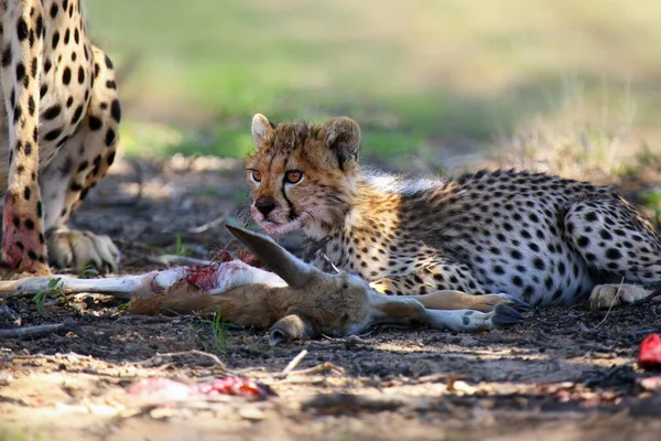 Mère Petit Acynonix Jubatus Proie Cheetahs Nourrissent Sur Springbock Chassé — Photo