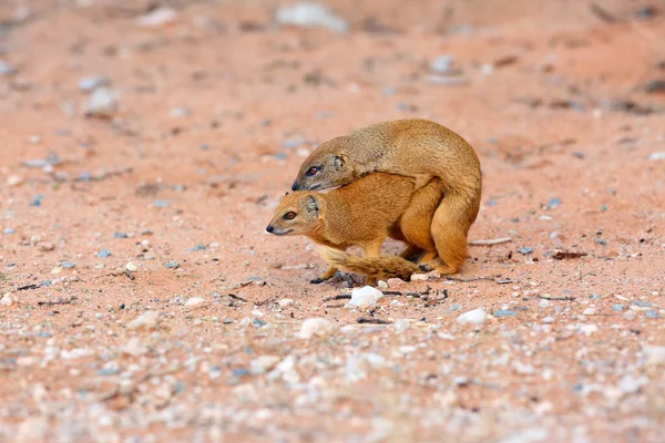 黄色のモノグース Cynictis Penicillata または赤のMeerkatのペアは 喜びと砂の上の夜に交尾しています — ストック写真