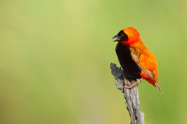 Southern Red Bishop Red Bishop Euplectes Orix Sitting Branch Green — Stock fotografie