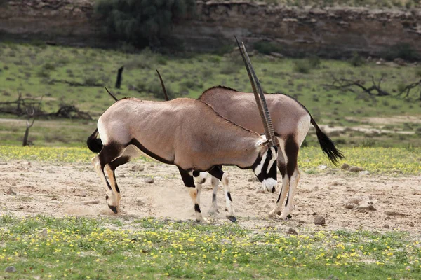 Para Gemsbok Lub Gemsbuck Oryx Gazella Walczy Samice Korycie Rzeki — Zdjęcie stockowe