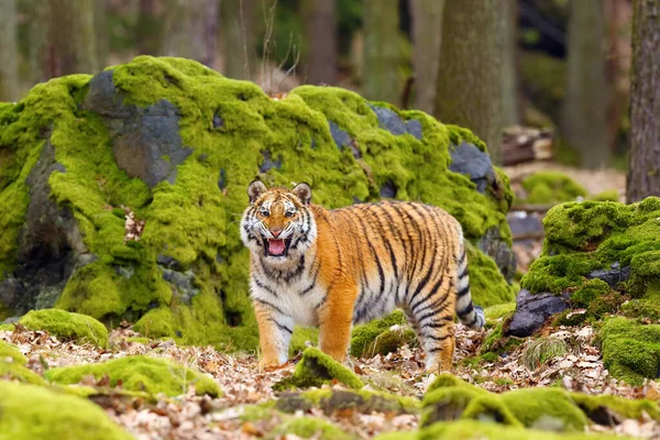 The Siberian tiger (Panthera tigris tigris) also called Amur tiger (Panthera tigris altaica) in the forest, Young female tiger in the forest with open mouth.