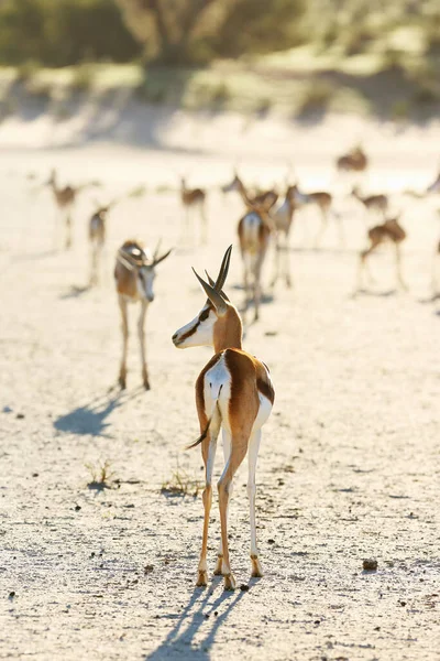 Springbok Antidorcas Marsupialis Uma Manada Antílopes Corre Deserto Uma Manada — Fotografia de Stock