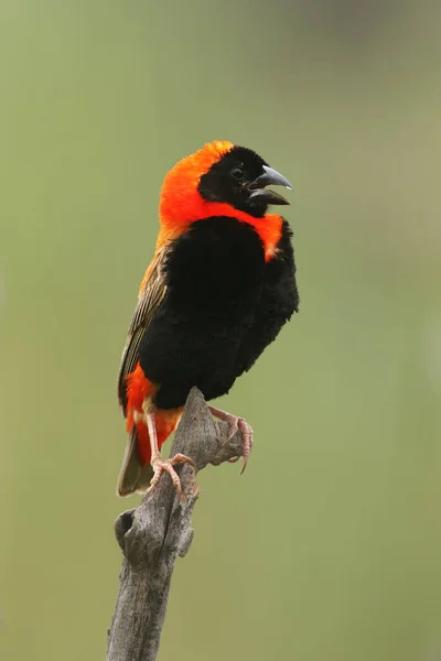 Bispo Vermelho Sul Bispo Vermelho Euplectes Orix Sentado Ramo Com — Fotografia de Stock