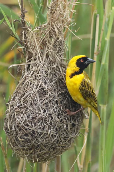 Maschio Del Tessitore Del Villaggio Ploceus Cucullatus Seduto Sul Nido — Foto Stock