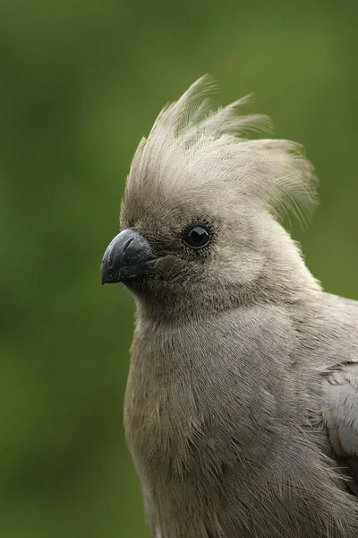 灰色消失鸟 Corythaixoides Concolor 的细节 也被称为灰色百灵鸟 绿色背景的灰色绒毛 — 图库照片