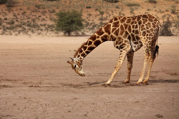 南非的长颈鹿 Giraffa Camelopardalis Giraffa 正在沙漠中干涸的河流中央的小水坑里饮水 背景是红色的沙丘 — 图库照片