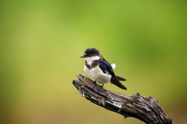 Dalın üzerinde oturan beyaz boğazlı kırlangıç (Hirundo albigularis). Yeşil arka planı olan dalı yut..