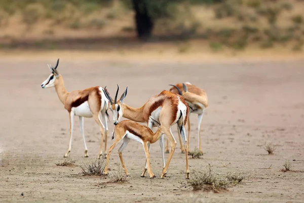 Springbok Antidorcas Marsupialis Hembra Con Crías Desierto Madre Amamanta Los —  Fotos de Stock