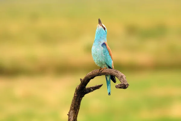 Европейский Роллер Coracias Garrulus Текущая Пара Ветке Зеленым Полем Фоновом — стоковое фото