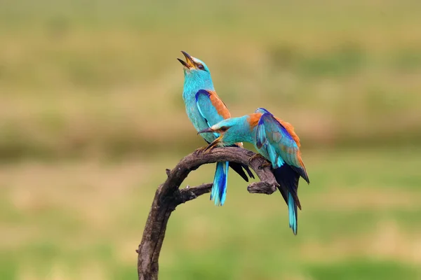 Европейский Роллер Coracias Garrulus Текущая Пара Ветке Зеленым Полем Фоновом — стоковое фото