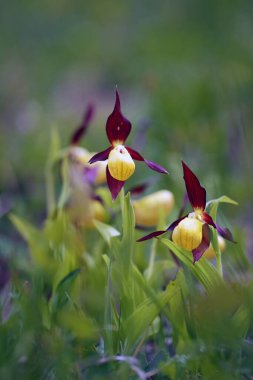 Cypripedium calceolus bir bayan terlik orkidesi, iki çiçek ve daha fazlası.