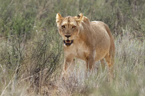 Λέαινα Panthera Leo Περπατά Στη Σαβάνα Και Ψάχνει Για Υπόλοιπο — Φωτογραφία Αρχείου