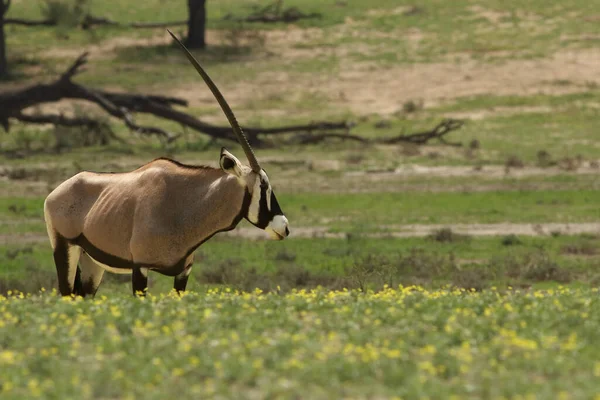 Gemsbok Gemsbuck Oryx Gazella Est Debout Dans Désert Fleurs Printemps — Photo